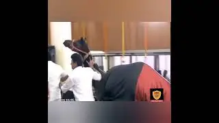 Watch DMK worker gifts CM MK Stalin a camel on his 70th birthday
