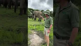Meet Ndzou the elephant matriarch - just an extraordinary animal! 🐘🌍