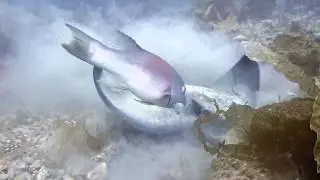 Catalina Dive Park - July 2014