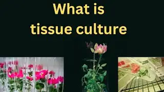 what is tissue culture||tissue culture||tissue culture plant||tissue culture in hindi||