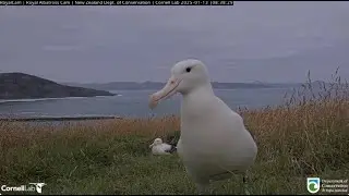 Northern royal albatross 13 01  2025 1~  KA85 (RLK)  &  KA76