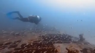 Phoenix Barge  #SharkQuest #GulfBreeze #Scuba #LetsDive