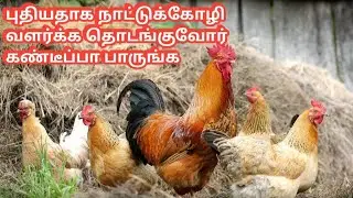 புதுசா  நாட்டுகோழி வளர்ப்போர்க்கு 10 Tips | How to start country chicken farm 🐓🐣