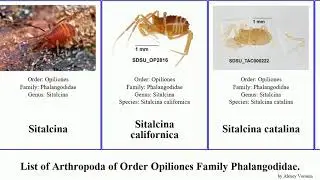 List of Arthropoda of Order Opiliones Family Phalangodidae. sitalcina catalina seca flava lobata