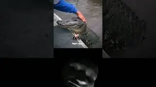 Bro literally made crocodile his new pet 💀💀 #crocodile #pet #funny #bombastic #shorts
