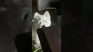 Rainy day. Plants out. Pups happy. Manifestation works 🫶🏻 #wfh #remotejobs #vlog #dogs #westie