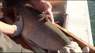 Why catching tagged fish helps Wyoming biologists