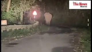 Massive Wild Elephant Spotted on KPC Road in Ambikanagar &mdash; Locals in Fear