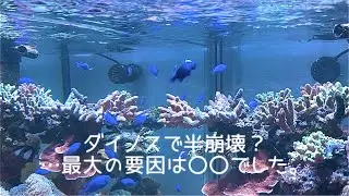 半崩壊からようやく復活。【ダイノス】【サンゴ】