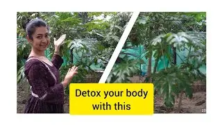 how to detox with papaya leaf and know more about its benefits
