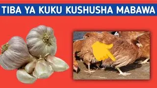 SABABU NA TIBA YA KUKU KUSHUSHA MABAWA AU KUVAA MAKOTI KWA SIKU 3 TU#chicken#poultryfarming#farm