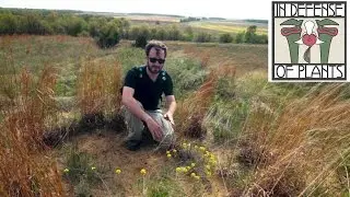 Exploring a Sand Prairie