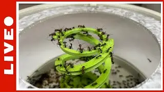 Nourrissage nicobarensis, Crematogaster exotiques et fondation de Pheidole ! [30/07/2025]