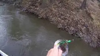 Fast Water Trout Cod in the Rain