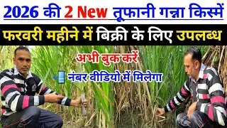 2026 की Top 2 Ganna Variety बीज के लिए उपलब्ध अभी बुक ☎️ करें | best sugarcane variety in up