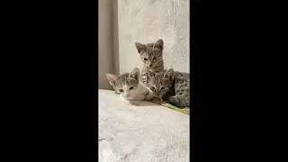 CAT MEOW AREA  is live