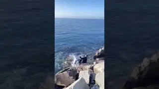 Wee meme #Shorts #funny #Wee #meme #animals #funnyvideo #viral #tiiktok
