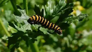 Cinnabar moth catterpillars (Tyria jacobaeae on Jacobaea vulgaris)