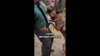 . BELGIAN MALINOIS