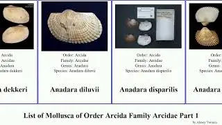 List of Mollusca of Order Arcida Family Arcidae Part 1 anadara arca acar sativa cornea formosa nux