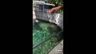 Seal Screaming Because The Fish Was To good