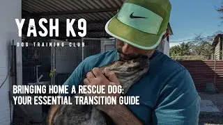 Bringing Home A Rescue Dog, Your Essential Transition Guide