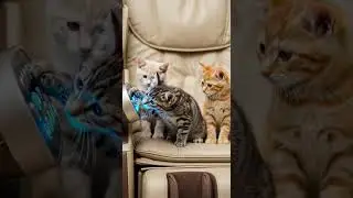 Three Kittens Discover the Massage Chair Cute Reactions Inside #pets #massagechair #funny