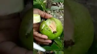home garden small guava tree