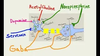 Is biological psychiatry a joke?  What do the synapses show?