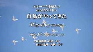 白鳥がやってきた（Migratory swans）