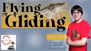 Flying or Gliding - Animal Education Podcast