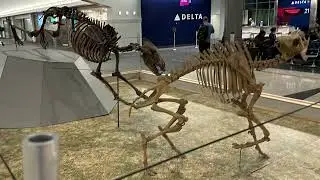 Photos and footage of a Dire Wolf cast skeleton pursuing a Flat Headed Peccary cast skeleton