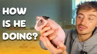 2 Week Update | My Guinea Pig Lost His Leg