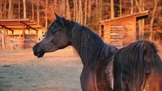 REYNA DE JAKHAL (JAKHAL ALFABIA X RANVA) - 2017 BLACK RABICANO ARABIAN MARE