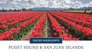 Puget Sound & San Juan Islands Cruise Highlights | American Cruise Lines
