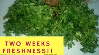 HOW TO STORE CORIANDER/DHANIA TO LAST LONGER IN THE FRIDGE.