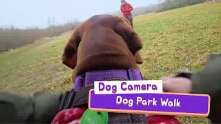 Dog View - Walk at the Dog Park