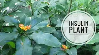 പ്രമേഹം മാറ്റുവാൻ ഇൻസുലിൻ ചെടി | Insulin Plant for Diabetes Treatment #health #youtube #lifestyle