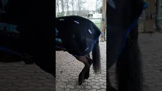 Inhalieren beim Pferd mit Pariboy und Veredus Wellnessdecke