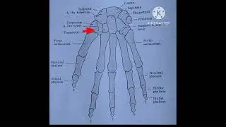 BONES OF HAND| ANATOMY OF HAND| SKELETON OF HAND| 2023| HINDI, #shorts , #anatomy , #biomechanics