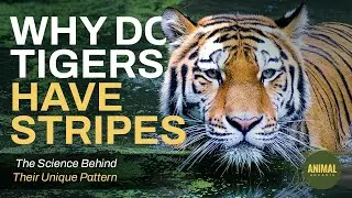 Why Do Tigers Have Stripes? Did You Know That Before? The Science Behind Their Unique Pattern