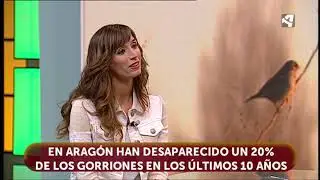 Por qu&eacute; desaparecen los gorriones