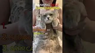 RANKING BEST DANCING CATS🐱❤️