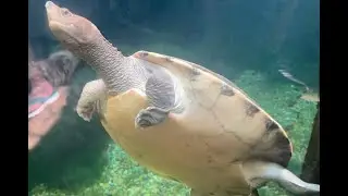 Chester Zoo