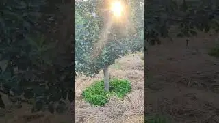Alternaria 🍎🍒 is mostly seen in red delicious and on bent branches which ...