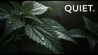 Peaceful Guitar for Stress Relief, work and study | Acoustic Guitar Harmony for Productivity