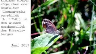 Kleines Wiesenv&ouml;gelchen oder Heufalter(Coenonympha pamphilus(L. 1758)) in den Wiesen