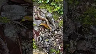 We Found 20 Snakes in Malaysia!