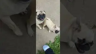Pearl the Pug and the rest of Anya's Pugs 11 weeks old @anyaspugs5203
