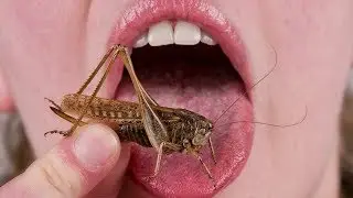Eating Grasshoppers in  Cancun Mexico.  Spontaneous Travelers at it again!